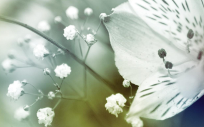 When a Child Dies: A Guide for Parents and Carers